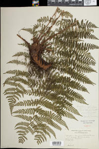 Dryopteris intermedia image