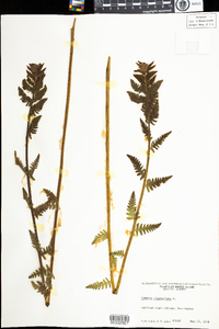 Osmunda claytoniana image