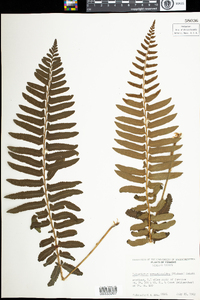 Polystichum acrostichoides image