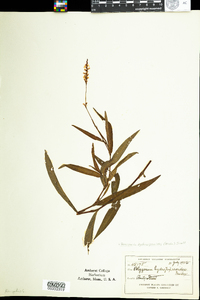 Polygonum hydropiperoides image