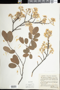 Amelanchier canadensis image