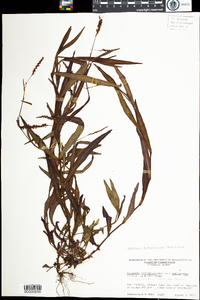 Polygonum hydropiperoides image