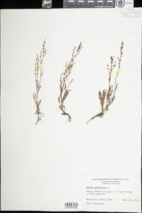 Rumex acetosella image