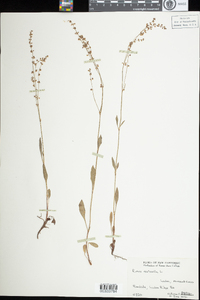 Rumex acetosella image