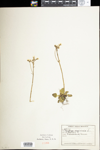 Saxifraga virginiensis var. virginiensis image