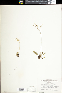 Saxifraga virginiensis var. virginiensis image