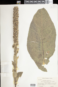 Verbascum thapsus image