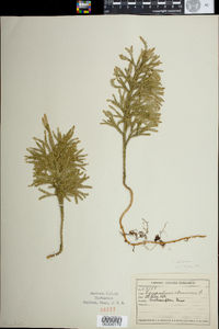 Lycopodium hickeyi image