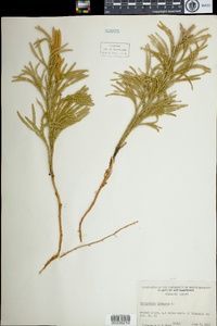 Lycopodium hickeyi image