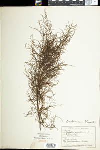 Equisetum sylvaticum image