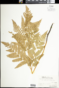 Pteridium aquilinum image