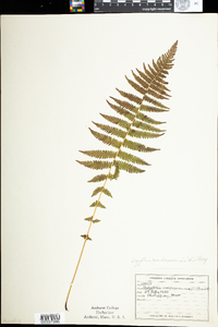 Thelypteris noveboracensis image