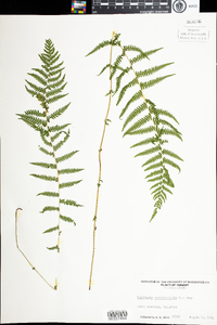 Thelypteris noveboracensis image