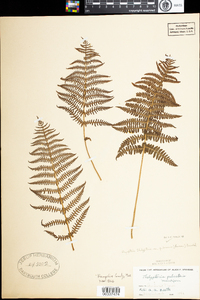 Thelypteris palustris var. pubescens image