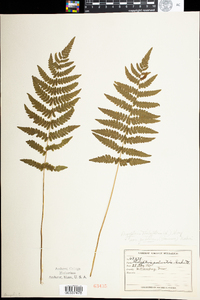 Thelypteris palustris var. pubescens image