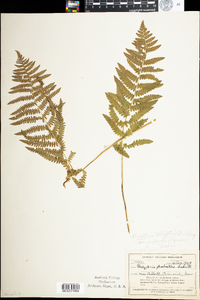 Thelypteris palustris var. pubescens image