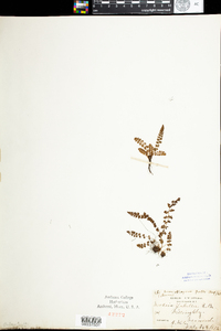 Woodsia glabella image