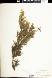 Juniperus virginiana image