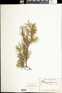 Juniperus virginiana image