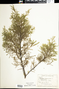 Juniperus virginiana image