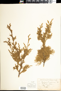 Juniperus virginiana image