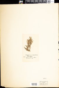 Thuja occidentalis image