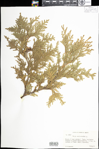 Thuja occidentalis image