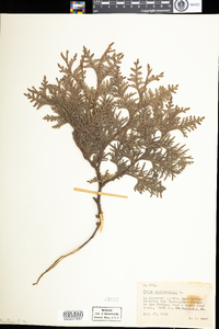 Thuja occidentalis image