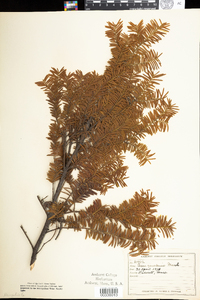 Taxus canadensis image