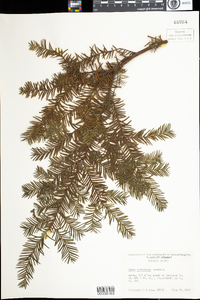 Taxus canadensis image