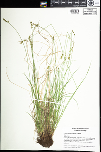 Carex retroflexa image