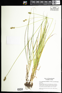 Carex muehlenbergii var. muehlenbergii image