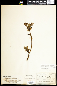 Sassafras albidum image