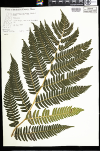 Dryopteris goldiana image