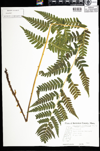 Dryopteris clintoniana image