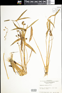 Sagittaria latifolia image