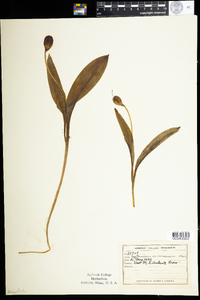 Erythronium americanum image