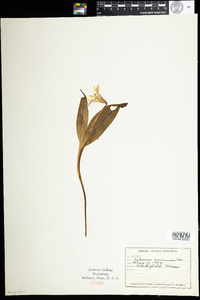 Erythronium americanum image