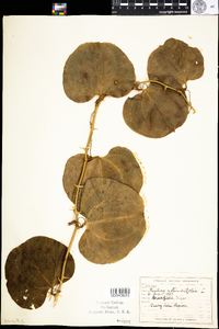 Smilax rotundifolia image