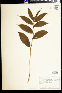 Maianthemum racemosum image