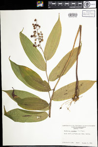 Maianthemum racemosum image