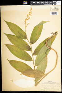 Maianthemum racemosum image