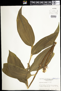 Maianthemum racemosum image