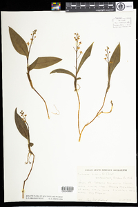 Maianthemum trifolium image