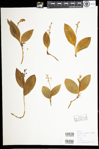 Maianthemum trifolium image