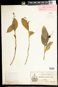 Maianthemum trifolium image