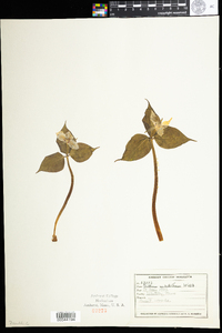 Trillium undulatum image