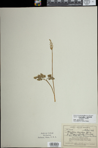 Botrychium oneidense image