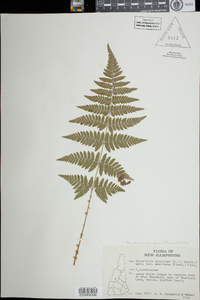 Dryopteris campyloptera image