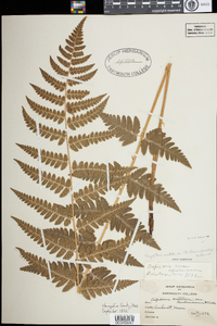 Dryopteris clintoniana image